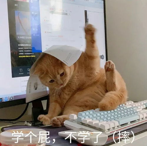  表情包肚子胖胖,生活旺旺