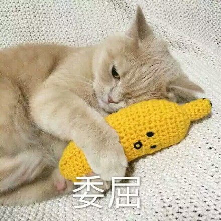  萌猫哭的表情包