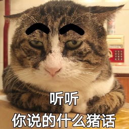 安全落地表情包猫咪