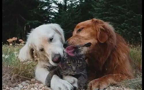 两只狗狗抱着猫咪舔毛,它一脸生无可恋的表情让我走好不好 两只狗狗抱着猫咪舔毛,它一脸生无可恋的表情让我走好不好