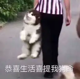 美了美了歌词表情包狗命