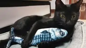 企图用田园猫复刻黑猫emoji表情 企图用田园猫复刻黑猫emoji表情