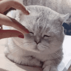  微信搞笑表情包这是小猫咪能看的吗