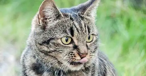 猫咪吐了就一定生病了吗其实不一定,有时也是一件好事 猫咪吐了就一定生病了吗其实不一定,有时也是一件好事