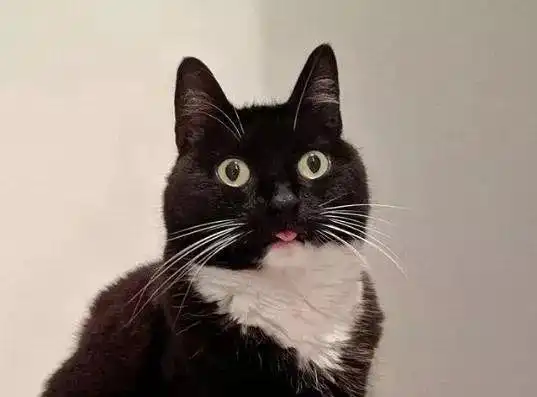 黑白猫爱吐粉红小舌头,凭借吃惊的表情脸收服25万粉 黑白猫爱吐粉红小舌头,凭借吃惊的表情脸收服25万粉