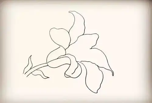  简笔画百合花
