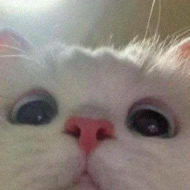  猫猫狗狗表情包