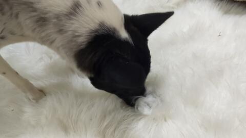  噗高冷小狗为了抢栗子居然能奉献出它的鬼畜表情包