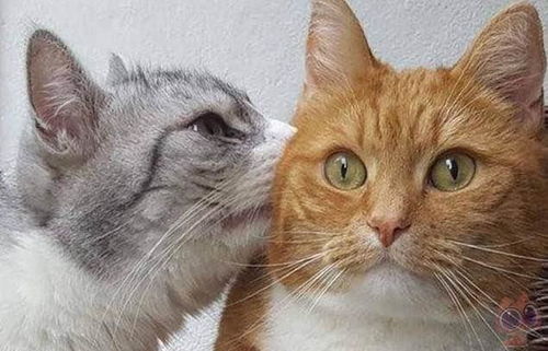  橘猫爱情来的总是那么突然,偷袭的一吻让我出现了这样的表情