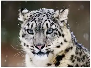 祁连山雪豹与气候变化观测野外科考项目一场与珍稀动物的相遇 祁连山雪豹与气候变化观测野外科考项目一场与珍稀动物的相遇