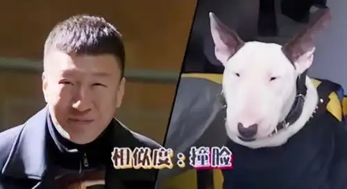 林永健牛头梗表情包极限