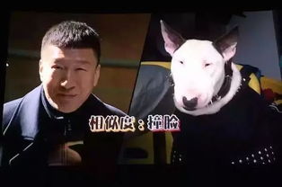 哈士奇与牛头梗相遇,好调皮的牛头梗,二哈都怕了