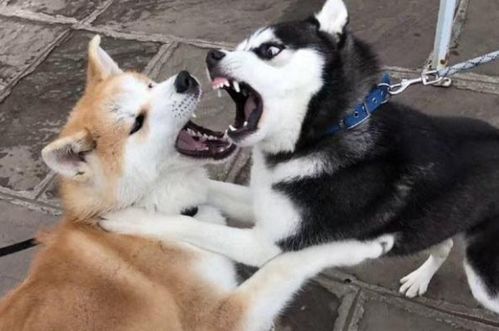  狗为什么遇到狗它们就会打架