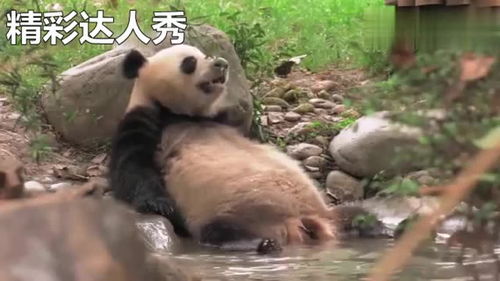 摆烂表情包熊猫头嘚瑟