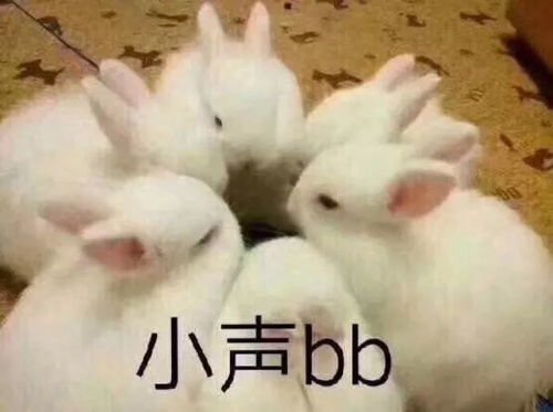 小灰兔可爱的表情包小兔