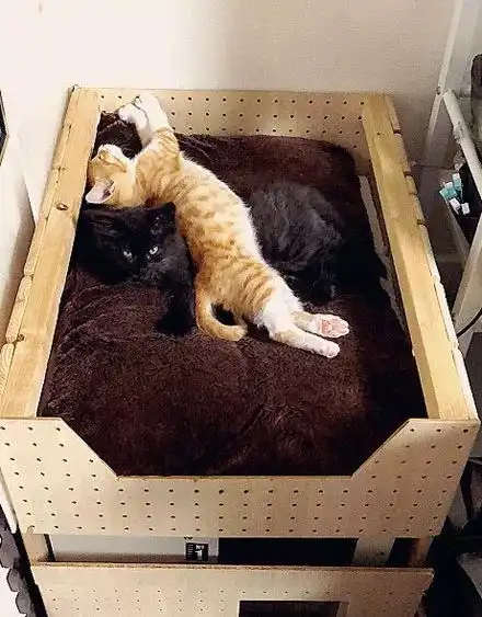 推主家的橘白猫睡相很差,又非要跟黑猫睡一起,黑猫的表情亮了... 推主家的橘白猫睡相很差,又非要跟黑猫睡一起,黑猫的表情亮了...