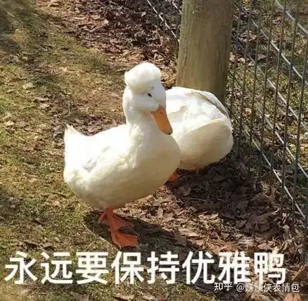 给花表情包鸭子