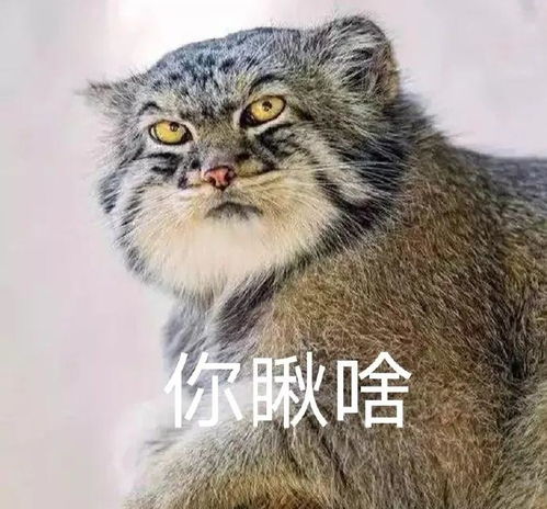  兔狲不发威,你当它是大橘猫啊全网都想rua