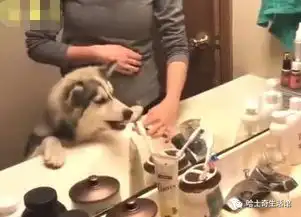 舔一口表情包几口