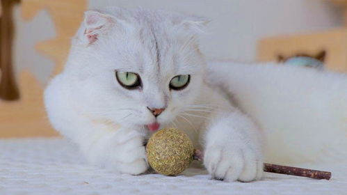  小猫咪喵生第一次吃棒棒糖那可爱的小表情真的萌化我了