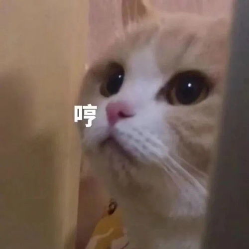 表情包不想开学的人是因为他们在学校没有对象 表情包不想开学的人是因为他们在学校没有对象