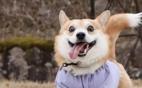  柯基这些行为,是孤单的表现,别忽视了
