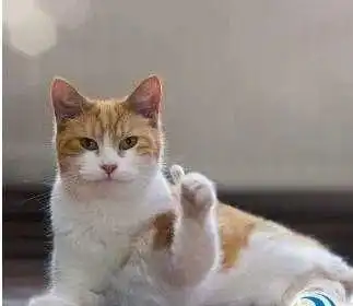 明天和意外哪个先来猫咪紧急救治手册 明天和意外哪个先来猫咪紧急救治手册