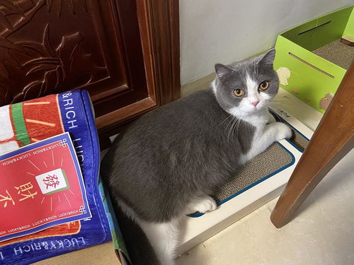  我觉得我的猫可能抑郁了