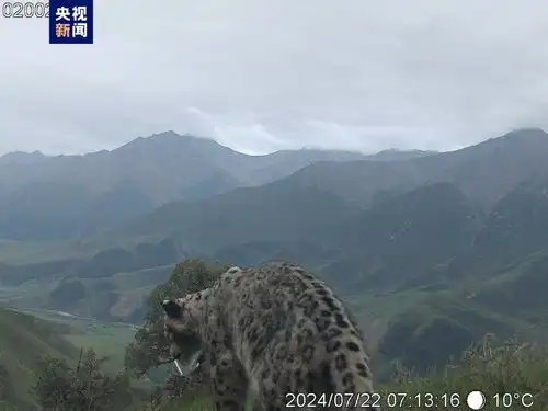 萌趣上新祁连山国家公园甘肃片区拍到雪豹现身 萌趣上新祁连山国家公园甘肃片区拍到雪豹现身