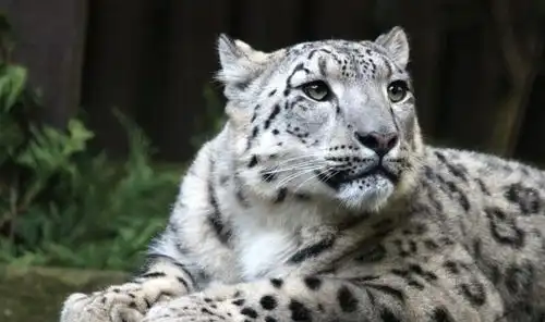 为何老虎比雪豹在动物园里更常见且看这几个原因 为何老虎比雪豹在动物园里更常见且看这几个原因