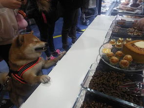  柴犬假装被石兽咬到表情赢了奥斯卡欠你一座小金人