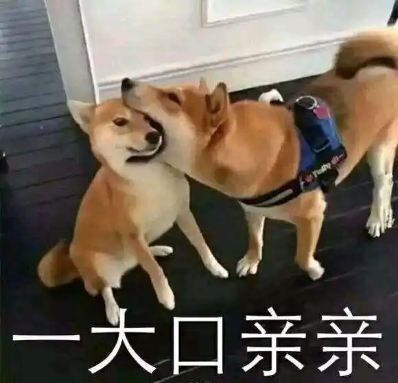 安慰奖表情包图片安慰犬