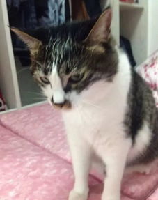  猫舔人才不是因为喜欢你不信你舔它试试
