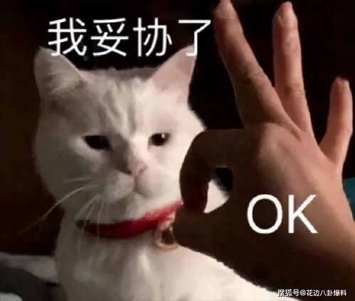  雪见传奉献上位又主动撩金主外表柔弱内心腹黑的心机小花