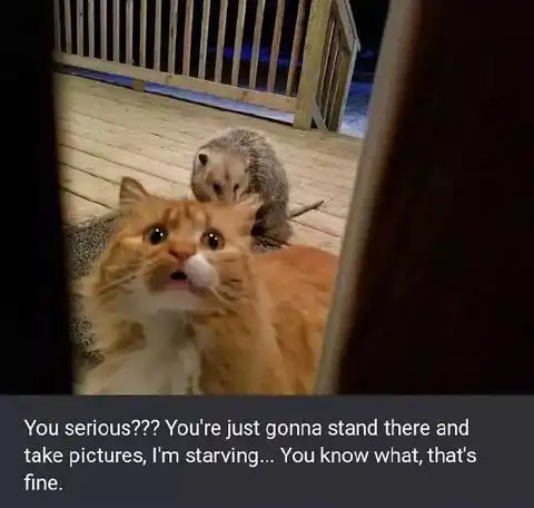 猫咪呕吐表情包负鼠