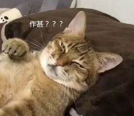 猫咪哭表情包睡觉