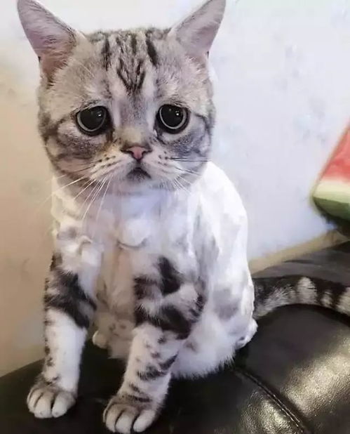 一脸忧郁的猫表情包第一