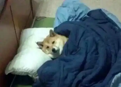 关于一些和狗狗有关的表情包第一弹 关于一些和狗狗有关的表情包第一弹