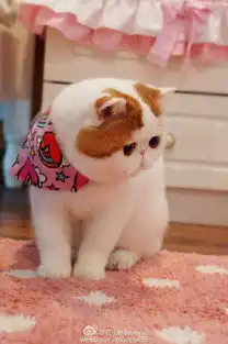  瞅你咋滴