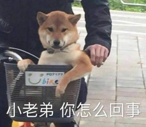  第一批房车营地裤子都赔完了