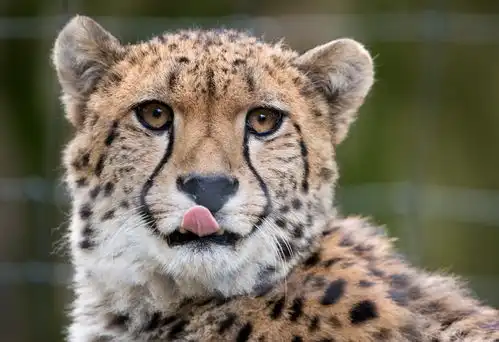 萌爆了小动物调皮吐舌做出搞怪表情 萌爆了小动物调皮吐舌做出搞怪表情