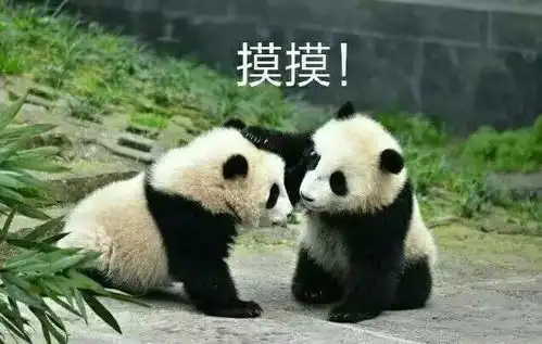 国宝今天到达沈阳多张现场图剧透,网友直呼萌翻了 国宝今天到达沈阳多张现场图剧透,网友直呼萌翻了