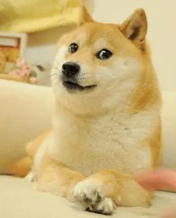  活在你表情包里的神烦狗doge,本体现在过得怎么样