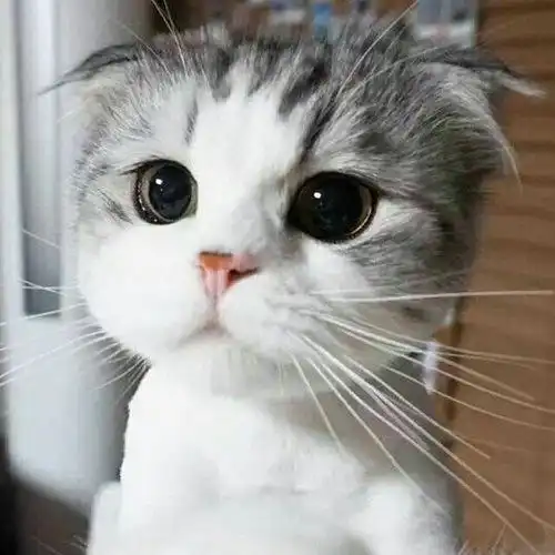 近视眼眼睛经常干涩疼怎么办 近视眼眼睛经常干涩疼怎么办