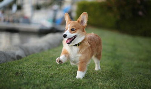 喂狗粮表情包柯基犬