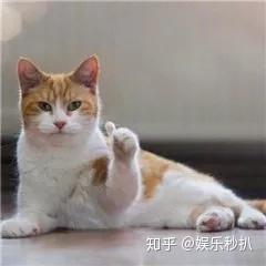  手扇汪小菲,脚踹王安全的张雨绮成功三杀中秋拿刀砍老公
