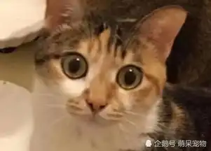 猫咪呕吐表情包饭盆