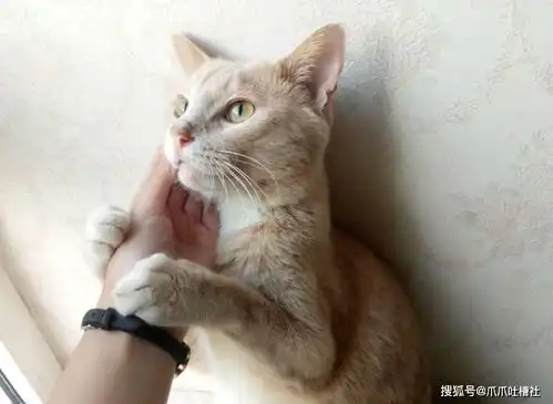 猫咪能治疗抑郁症吗铲屎官养了一只猫之后,我的抑郁症缓解了 猫咪能治疗抑郁症吗铲屎官养了一只猫之后,我的抑郁症缓解了