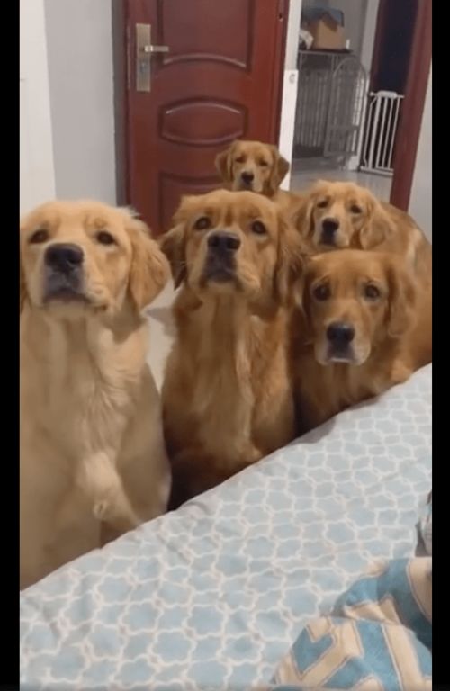 金毛叼着球来找主人玩,见他没起身就坐在床边耐心等,表情太好笑 金毛叼着球来找主人玩,见他没起身就坐在床边耐心等,表情太好笑