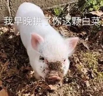  敲可爱的沙雕表情包